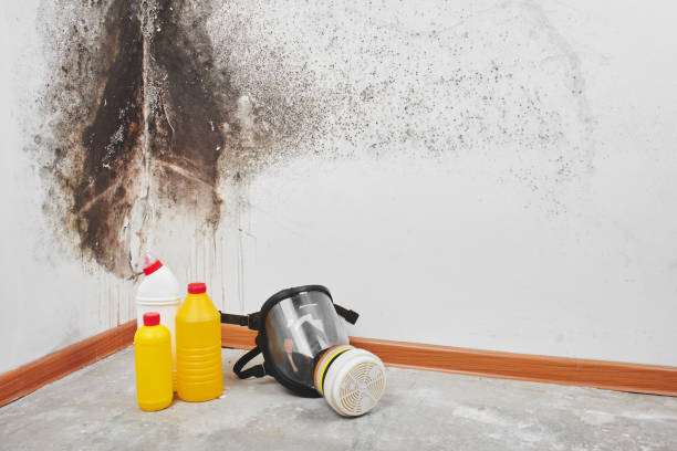 Trusted Niles, OH Mold Removal Experts