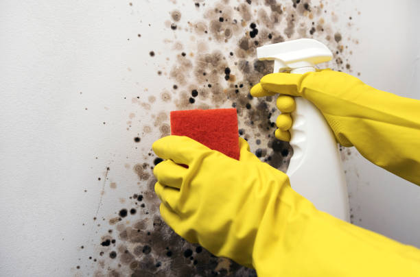 Best Residential Mold Removal  in Niles, OH