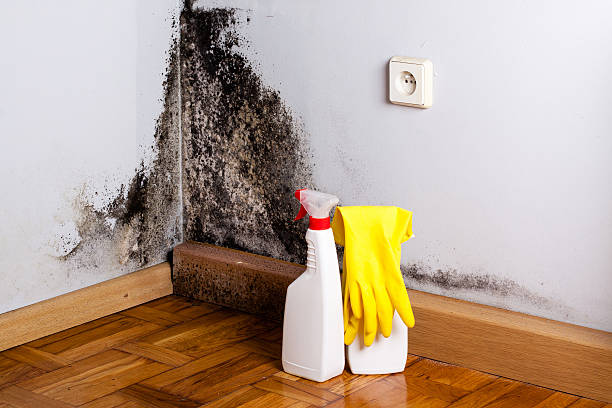 Best Black Mold Removal  in Niles, OH