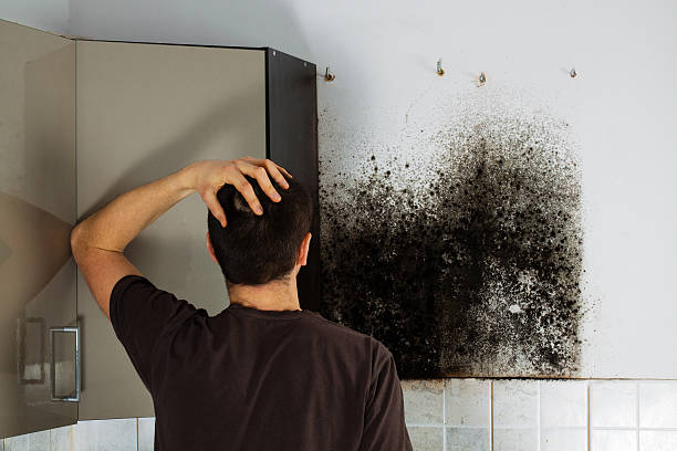 Best Mold Damage Repair  in Niles, OH