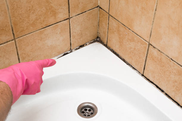 Best Commercial Mold Removal  in Niles, OH